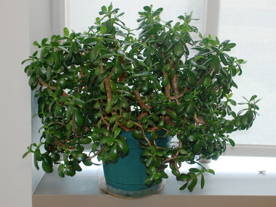 Money tree in a pot as an amulet of luck