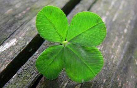 Four-leaf clover is one of the most valuable lucky charms found by chance