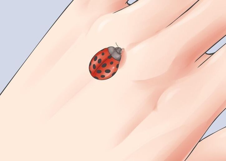 Ladybugs as a lucky charm