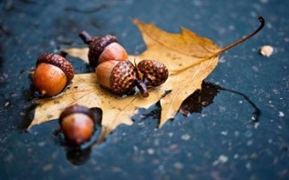 Acorn as a symbol of wealth