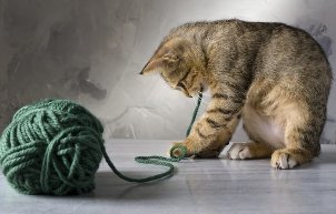 Kitten playing with a tangle of threads